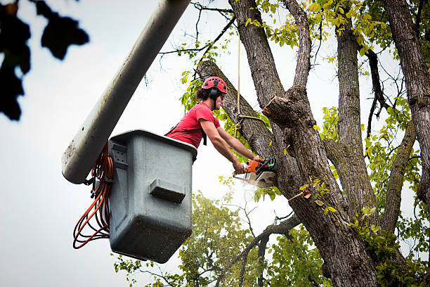  Troy, MO Tree Removal and Landscaping Services Pros